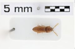 Foto (Dorsalansicht) von Adelocera testaceus (NHMW-ZOO-COL-0010612)